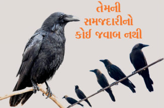 તેમની સમજદારીનો કોઈ જવાબ નથી