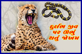 દુર્લભ જીવ પર ઊભું થતું જેાખમ